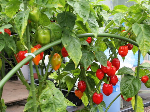 Capsicum chinense cv. Habanero