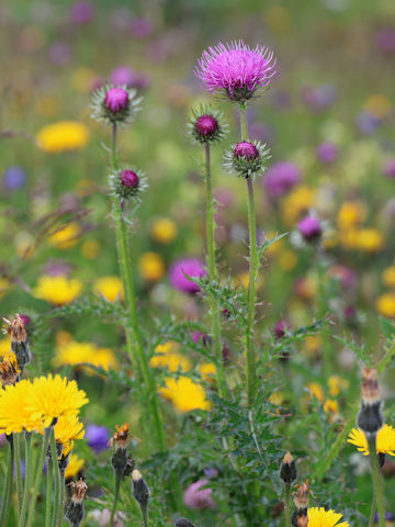Carduus defloratus