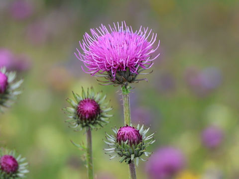Carduus defloratus