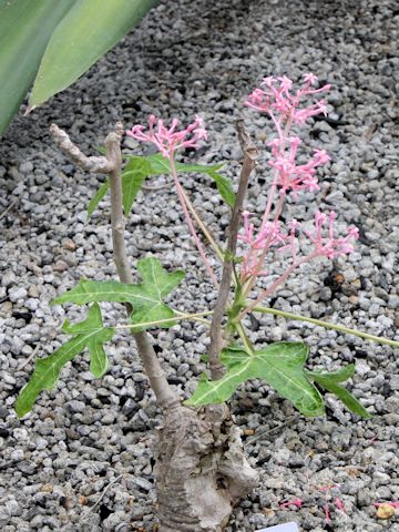 Carica parviflora