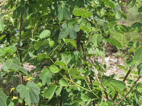 Cassia bicapsularis