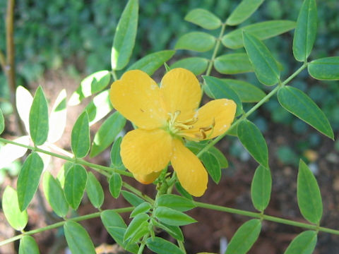 Cassia floribunda