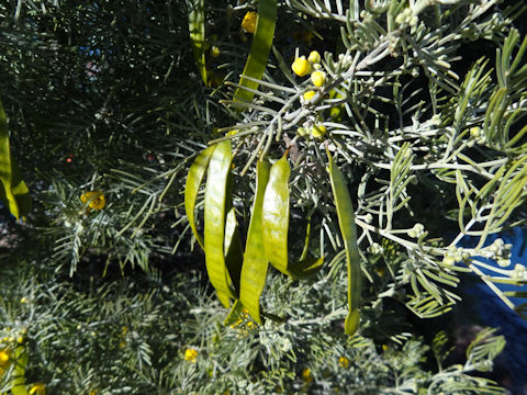 Cassia nemophila