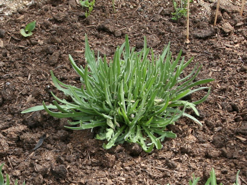 Catananche caerulea