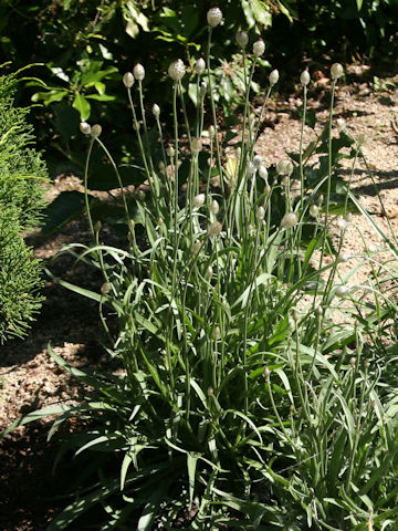 Catananche caerulea