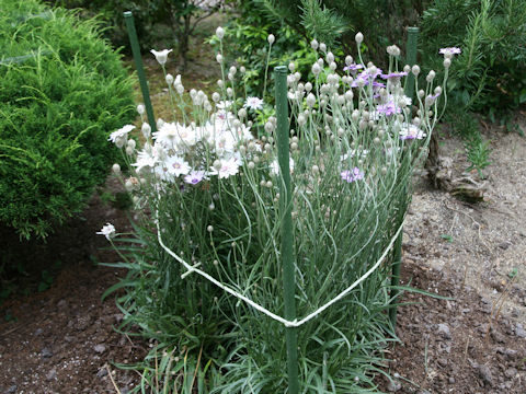 Catananche caerulea