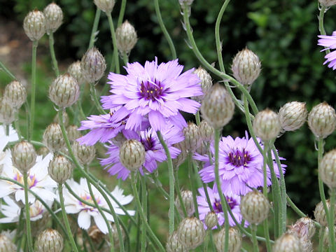 Catananche caerulea 'Amor Blue'