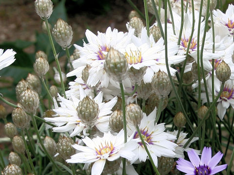 Catananche caerulea 'Amor White'