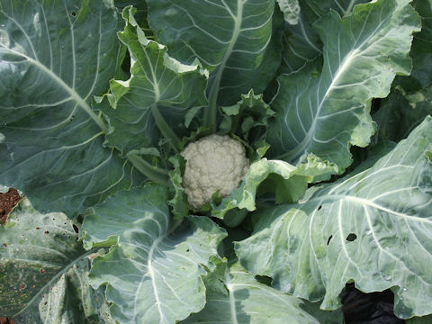 Brassica oleracea var. botrytis cv. Hakuho