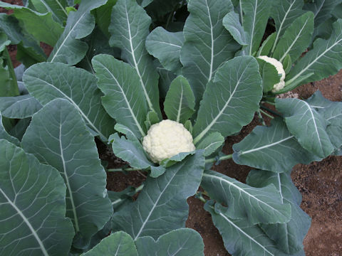 Brassica oleracea var. botrytis cv. ES4009