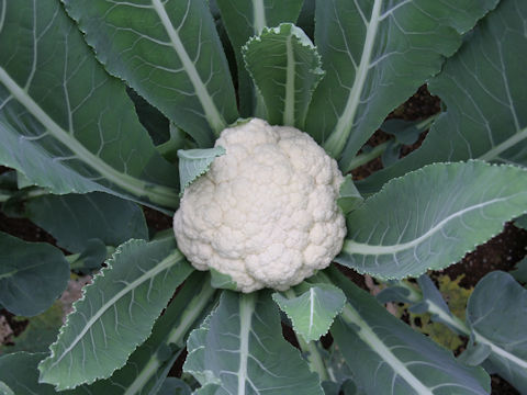 Brassica oleracea var. botrytis cv. ES4009