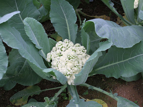 Brassica oleracea var. botrytis cv. Califlore