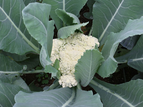 Brassica oleracea var. botrytis cv. Califlore