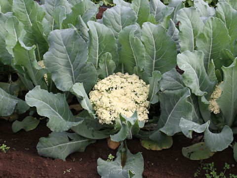 Brassica oleracea var. botrytis cv. Califlore 60