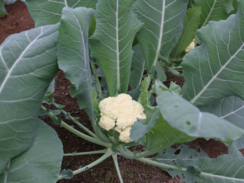 Brassica oleracea var. botrytis cv. Baroque