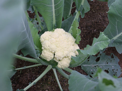 Brassica oleracea var. botrytis cv. Baroque