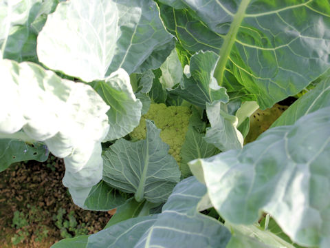 Brassica oleracea var. botrytis cv. Renhou