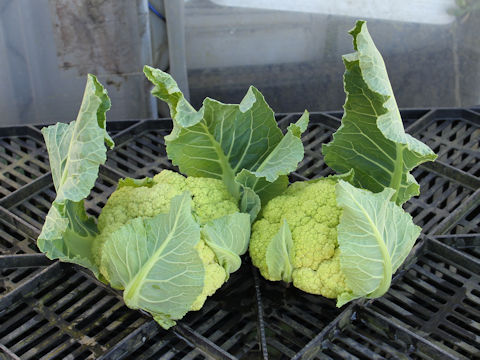 Brassica oleracea var. botrytis cv. Renhou