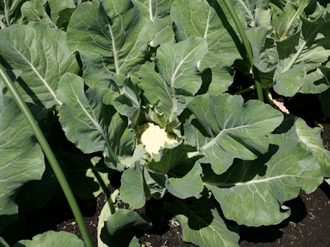 Brassica oleracea var. botrytis cv. Nozaki-wase