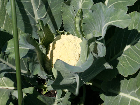 Brassica oleracea var. botrytis cv. Nozaki-wase