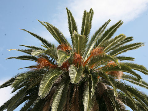 Phoenix canariensis