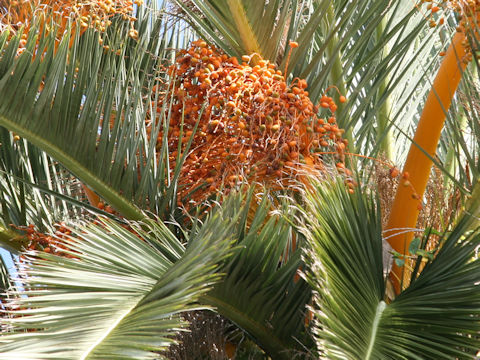 Phoenix canariensis
