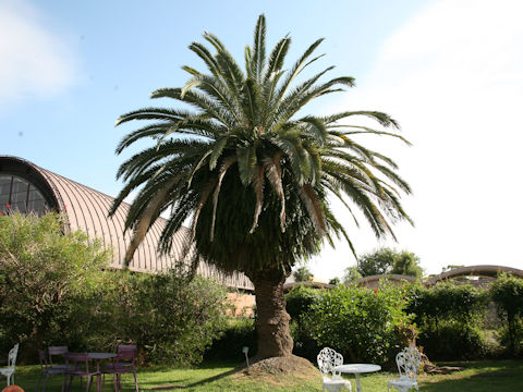 Phoenix canariensis