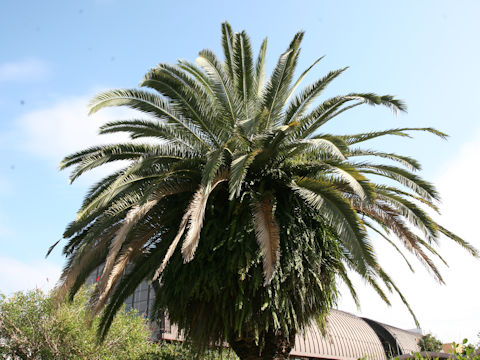 Phoenix canariensis