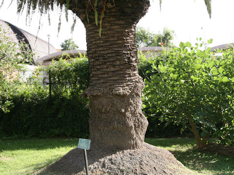 Phoenix canariensis
