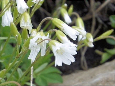 Cerastium latifolium