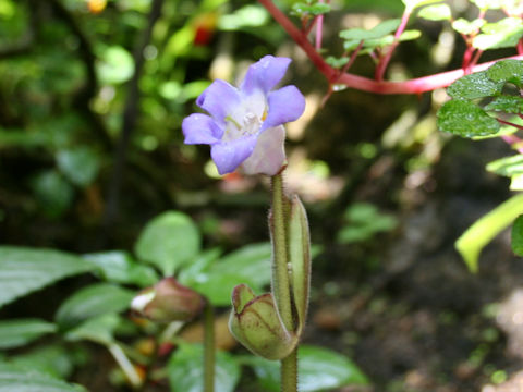 Chirita sinensis var. latifolia