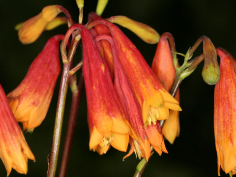Blandfordia grandiflora