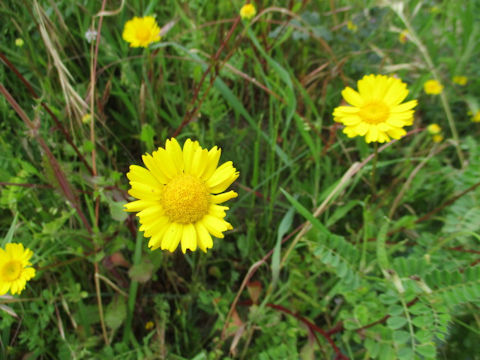 Chrysanthemum multicaule