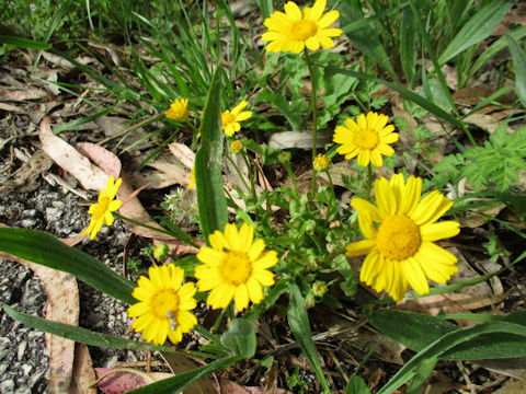 Chrysanthemum multicaule