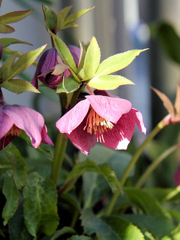 Helleborus x hybridus