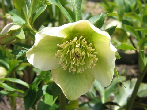 Helleborus x hybridus