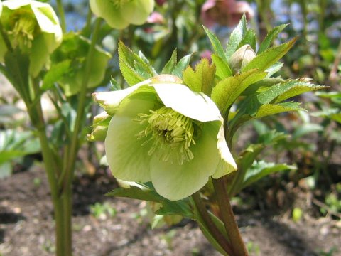 Helleborus x hybridus