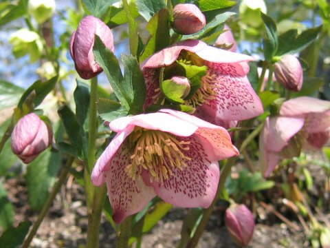 Helleborus x hybridus