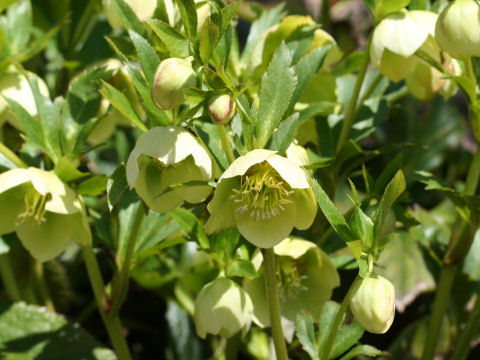 Helleborus x hybridus