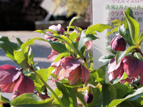 Helleborus x hybridus