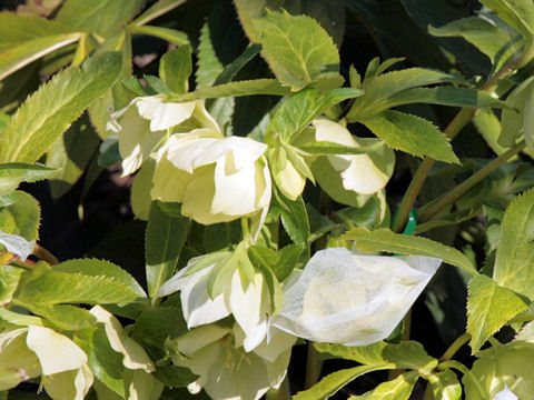 Helleborus x hybridus