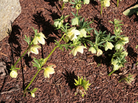 Helleborus x hybridus