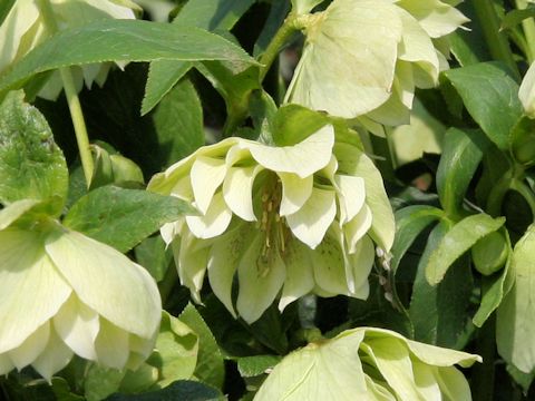 Helleborus x hybridus