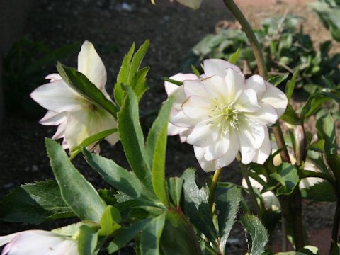 Helleborus x hybridus