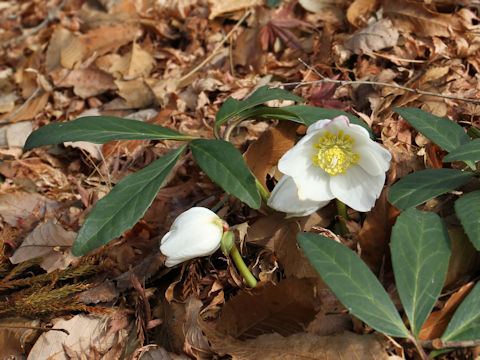 Helleborus x hybridus