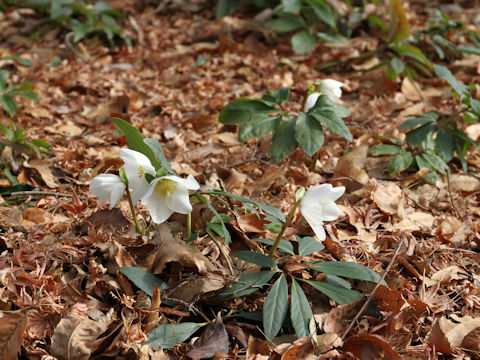 Helleborus x hybridus