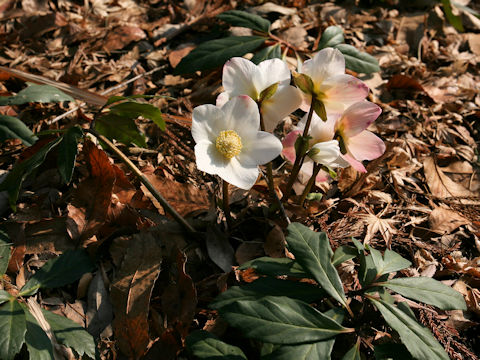 Helleborus x hybridus