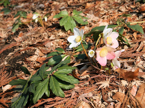 Helleborus x hybridus