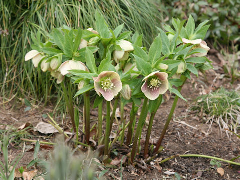 Helleborus x hybridus