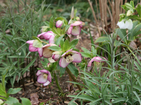 Helleborus x hybridus